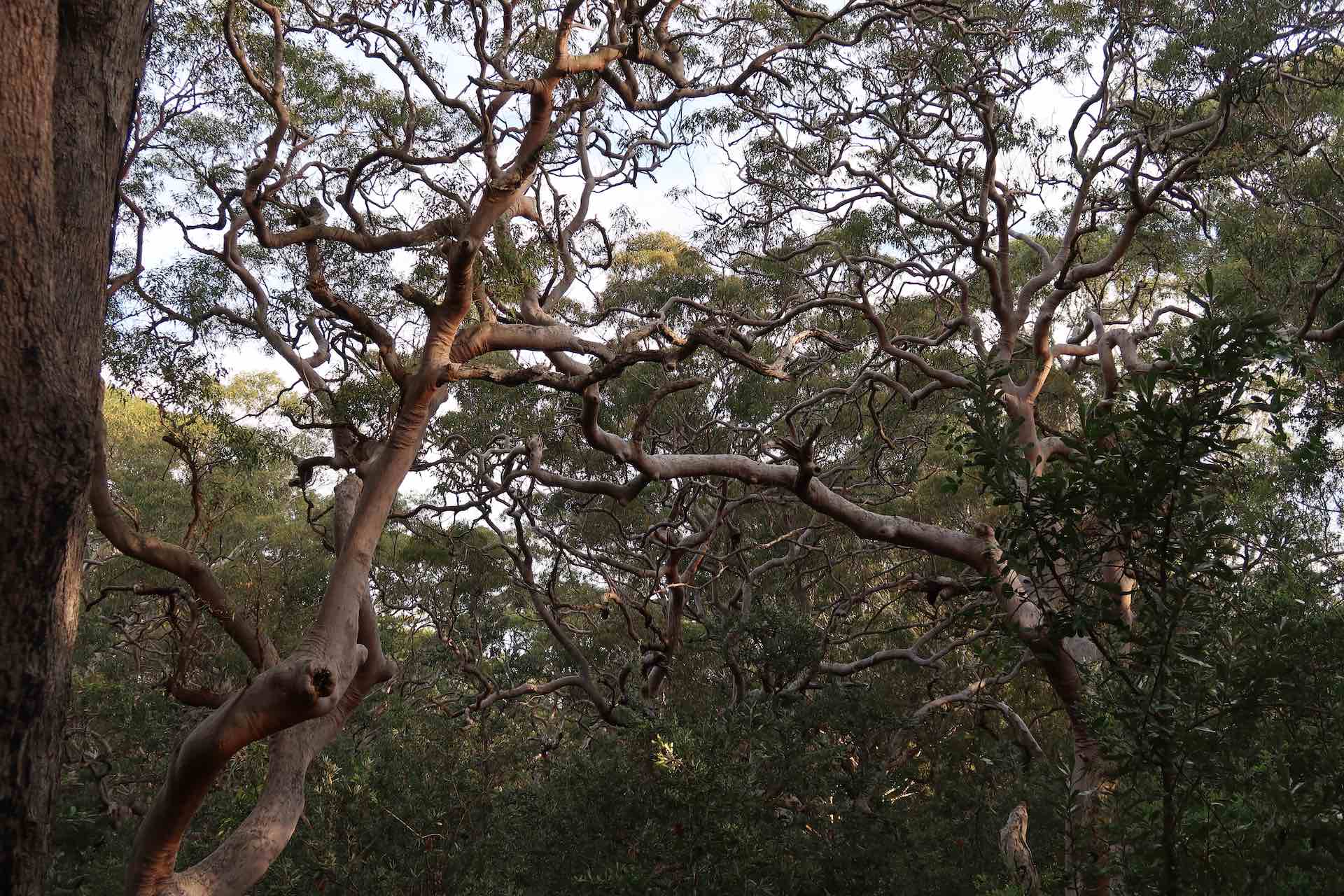 Tomaree Coastal Walk – An Overnight Hike Just North of Sydney, Amy Fraser, Trees, Forest trail, NSW