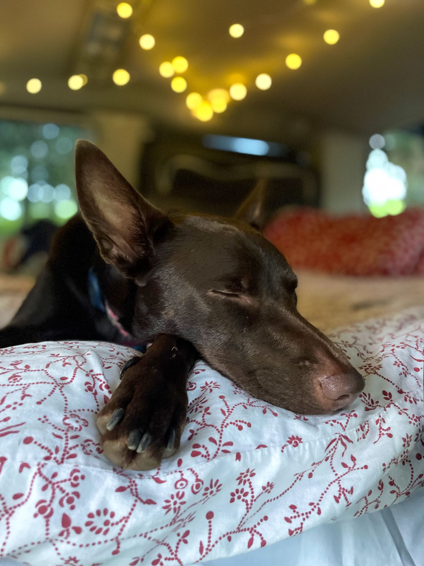 How to Road Trip with a Dog