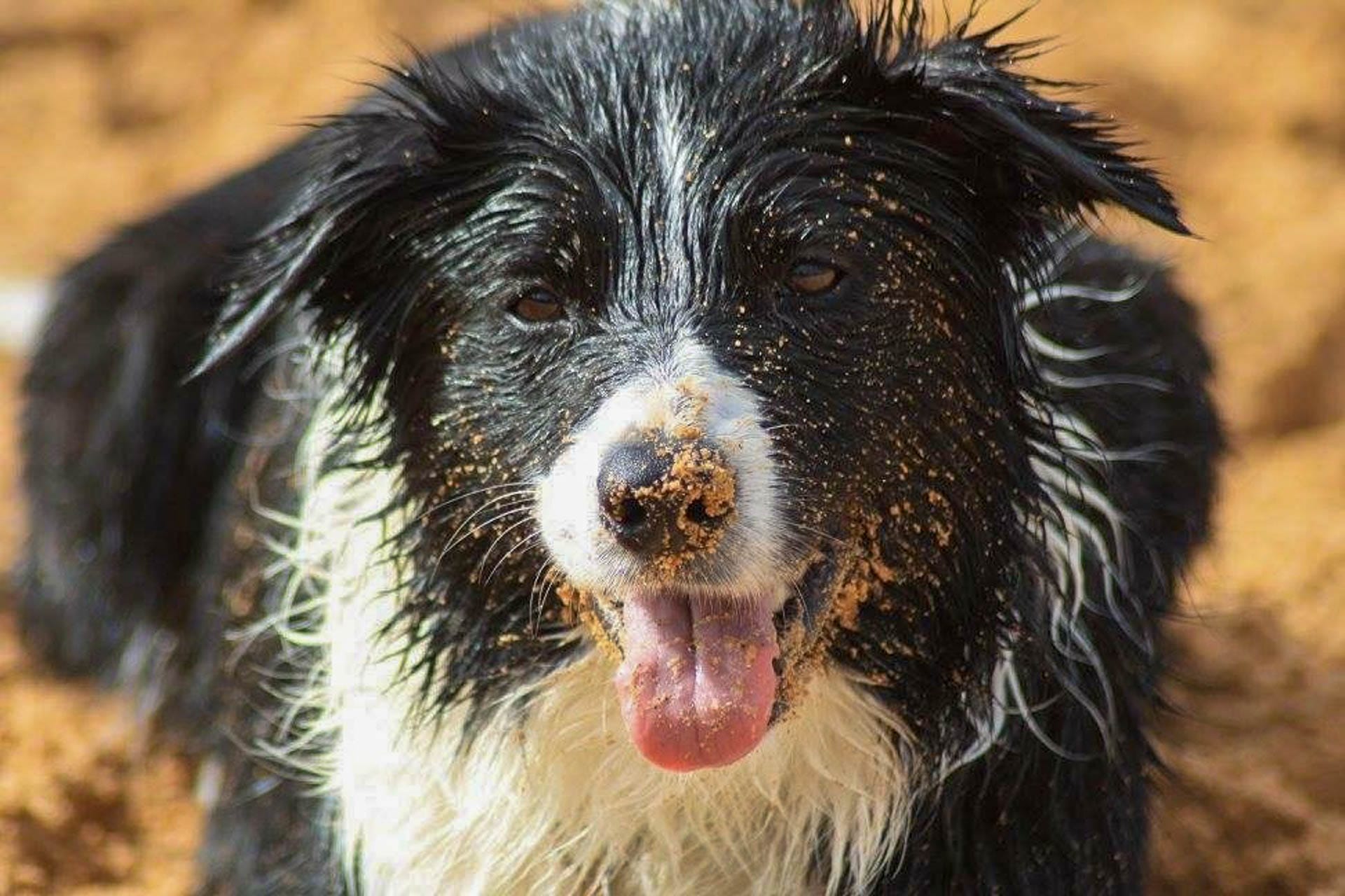 How to Road Trip with a Dog, Sarah Pendergrass, Megs beach, Border Collie, Australia