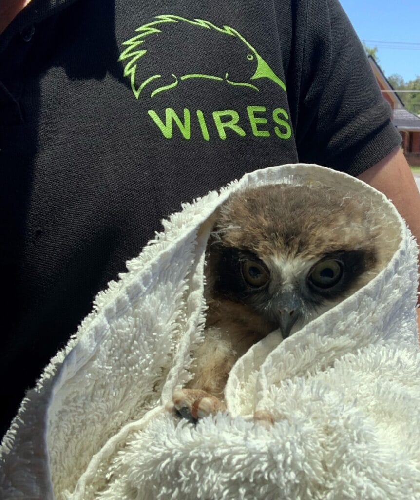 WIRES Wildlife Rescue NSW