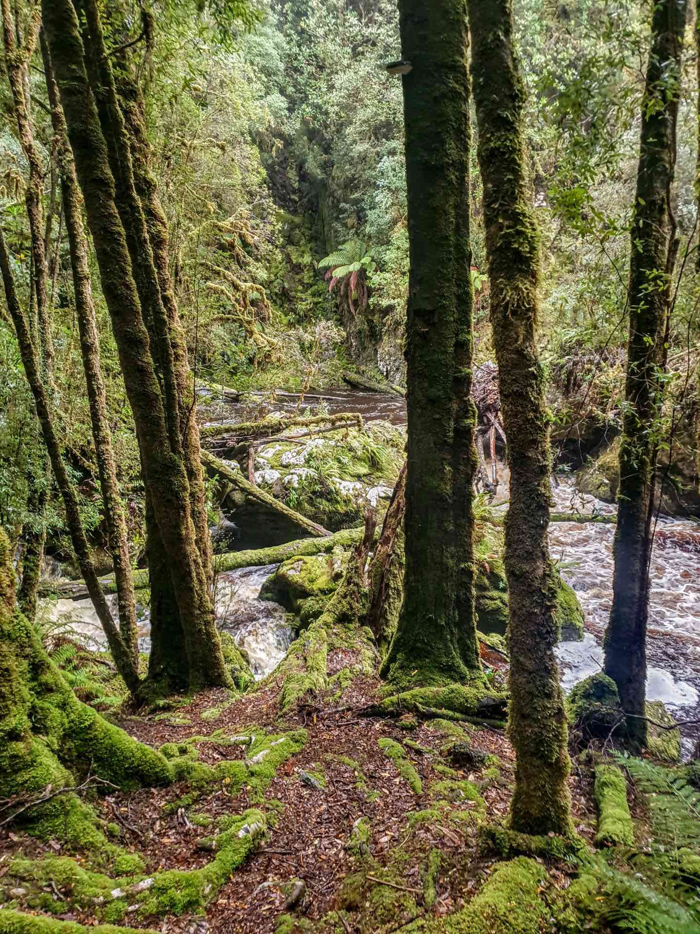 Kelly Basin - Exploring an abandoned mining town hidden in the Tasmanian rainforest, Kayne Wilkinson, West Coast Tasmania, Rainforest track, tall trees, moss