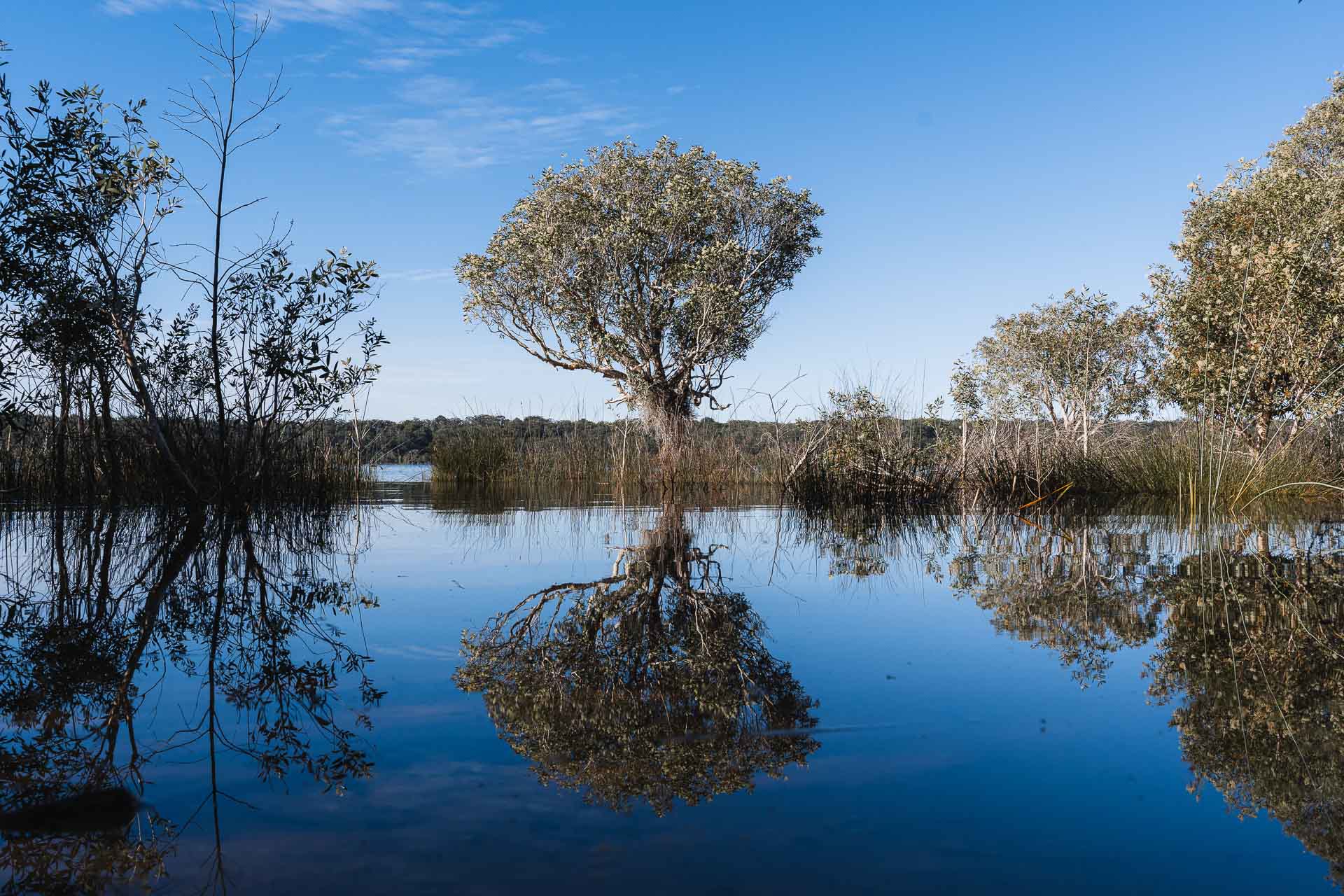 K’gari Great Walk: A 5 Day Walk on the World’s Largest Sand Island, Niamh Curran, Queensland, lake, tree, reflection