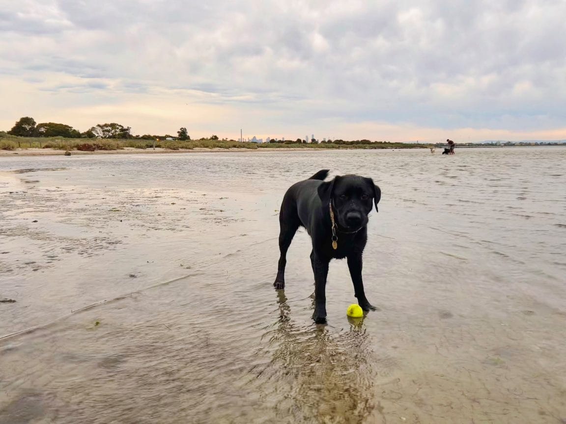 10 Best Melbourne Dog Beaches Victoria We Are Explorers