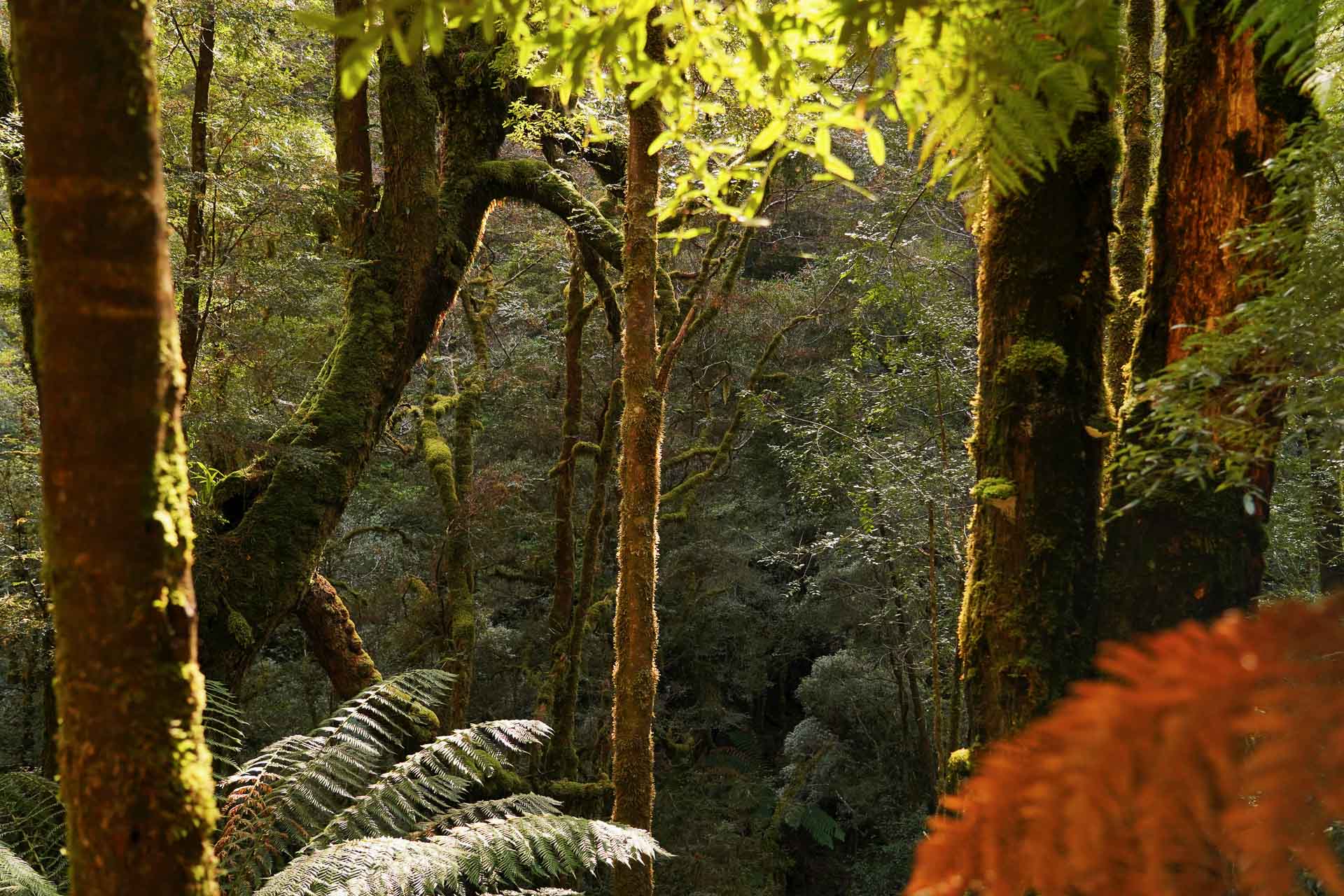 I Spent 5 Days With Strangers Trekking in takayna For Charity, Cathy Young, Mount Donaldson Walk, Tasmania, Shelterbox, Montezuma Falls Walk