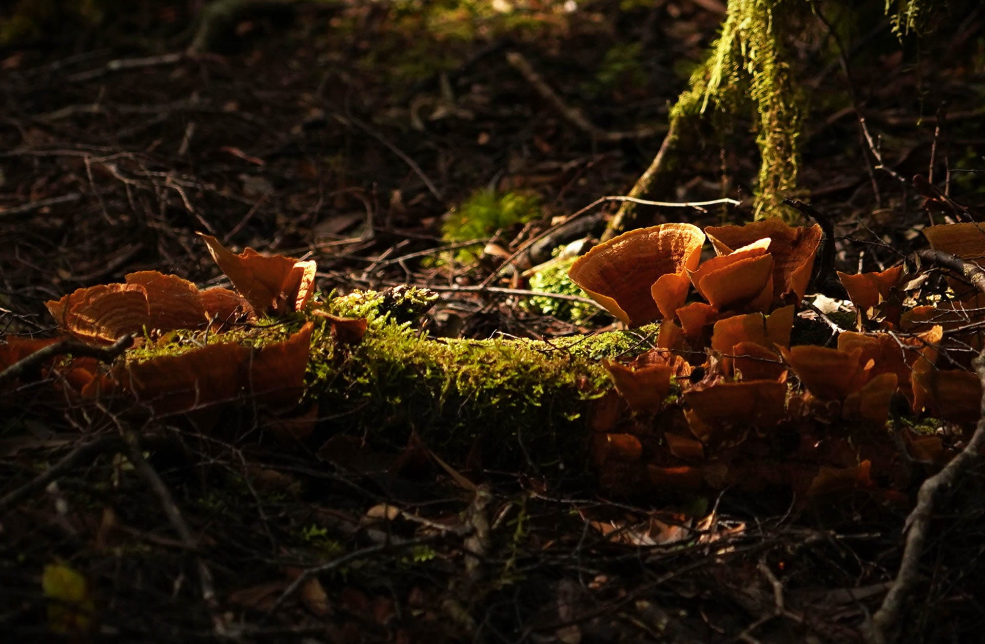 I Spent 5 Days With Strangers Trekking in takayna For Charity, Cathy Young, Savage River Walk, Tasmania, Shelterbox