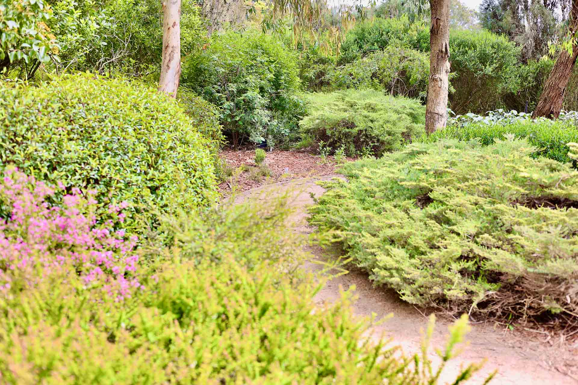 I did a Forest Bathing Workshop in Melbourne – This is what it was like, Kellie Floyd, tree, Melbourne, Peppermint Garden