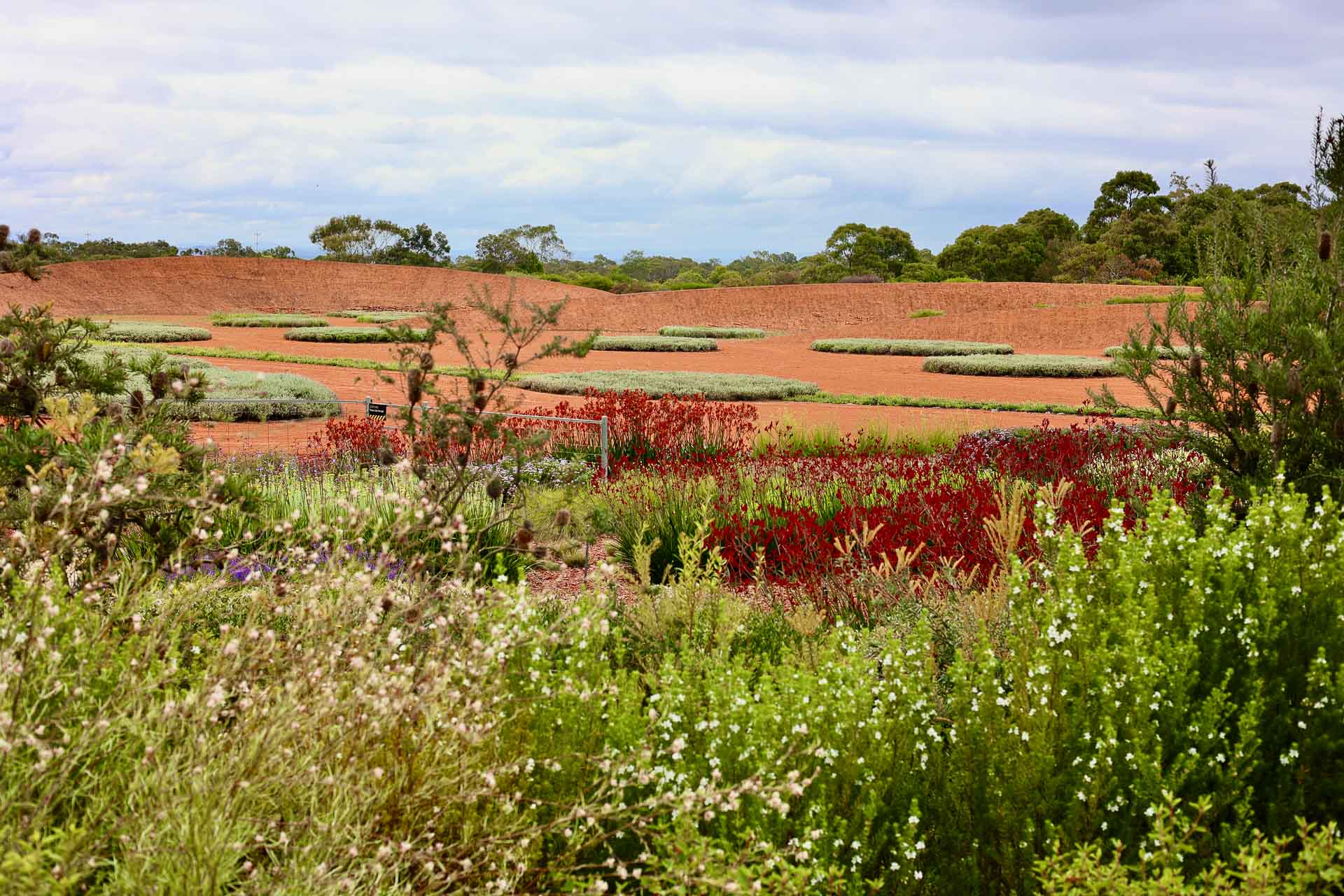 I did a Forest Bathing Workshop in Melbourne – This is what it was like, Kellie Floyd, tree, Melbourne, Red Sand Garden