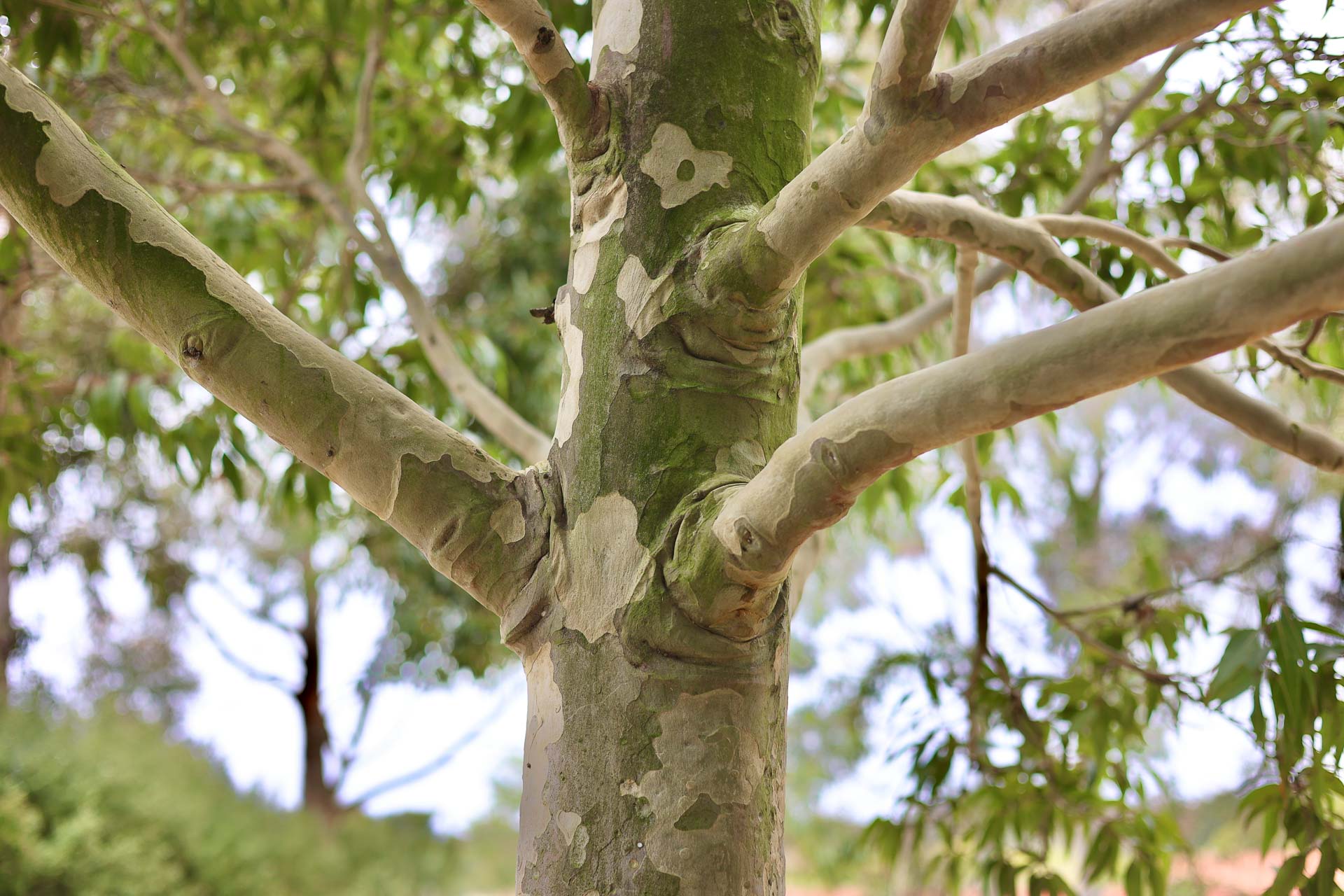 I did a Forest Bathing Workshop in Melbourne – This is what it was like, Kellie Floyd, tree, Melbourne, Beautiful tree