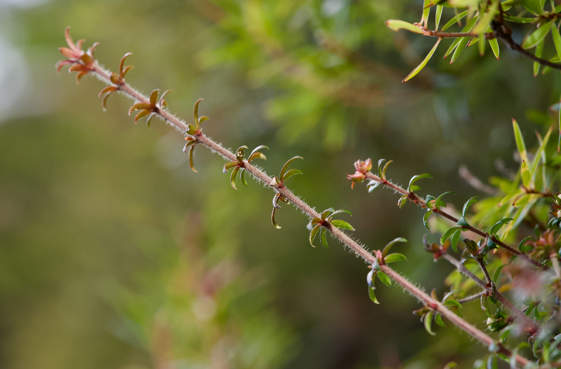 How To Identify an Australian Native Plant, australian native flower, lutruwita, tasmania, kunanyi, mt wellington, Bauera rubioides, photography, wildlife, flora, botany, plant identification, macro shot of plant stem
