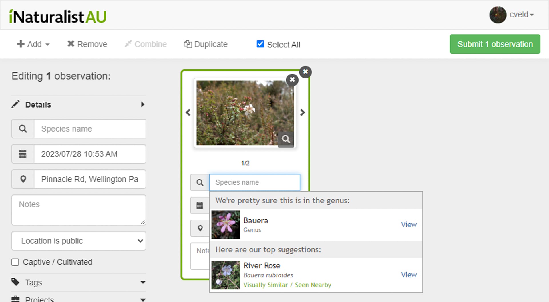 How To Identify an Australian Native Plant, australian native flower, lutruwita, tasmania, kunanyi, mt wellington, Bauera rubioides, photography, wildlife, flora, botany, plant identification, screenshot of iNaturalist app