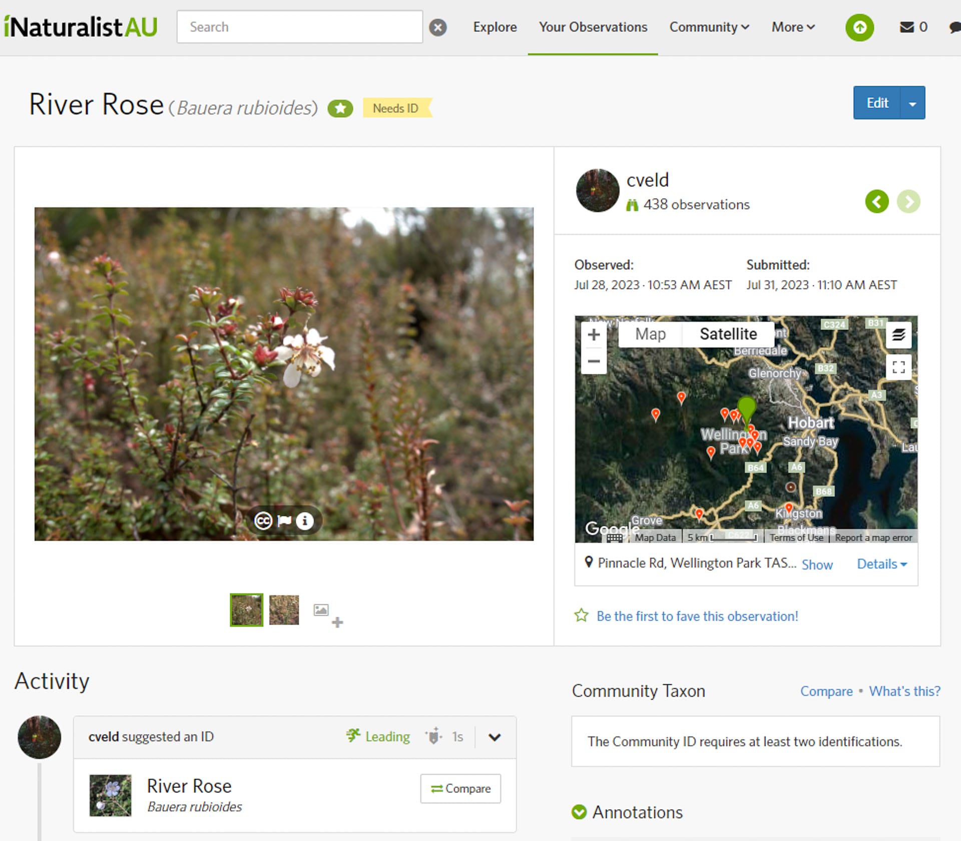 How To Identify an Australian Native Plant, australian native flower, lutruwita, tasmania, kunanyi, mt wellington, Bauera rubioides, photography, wildlife, flora, botany, plant identification, screenshot of iNaturalist app