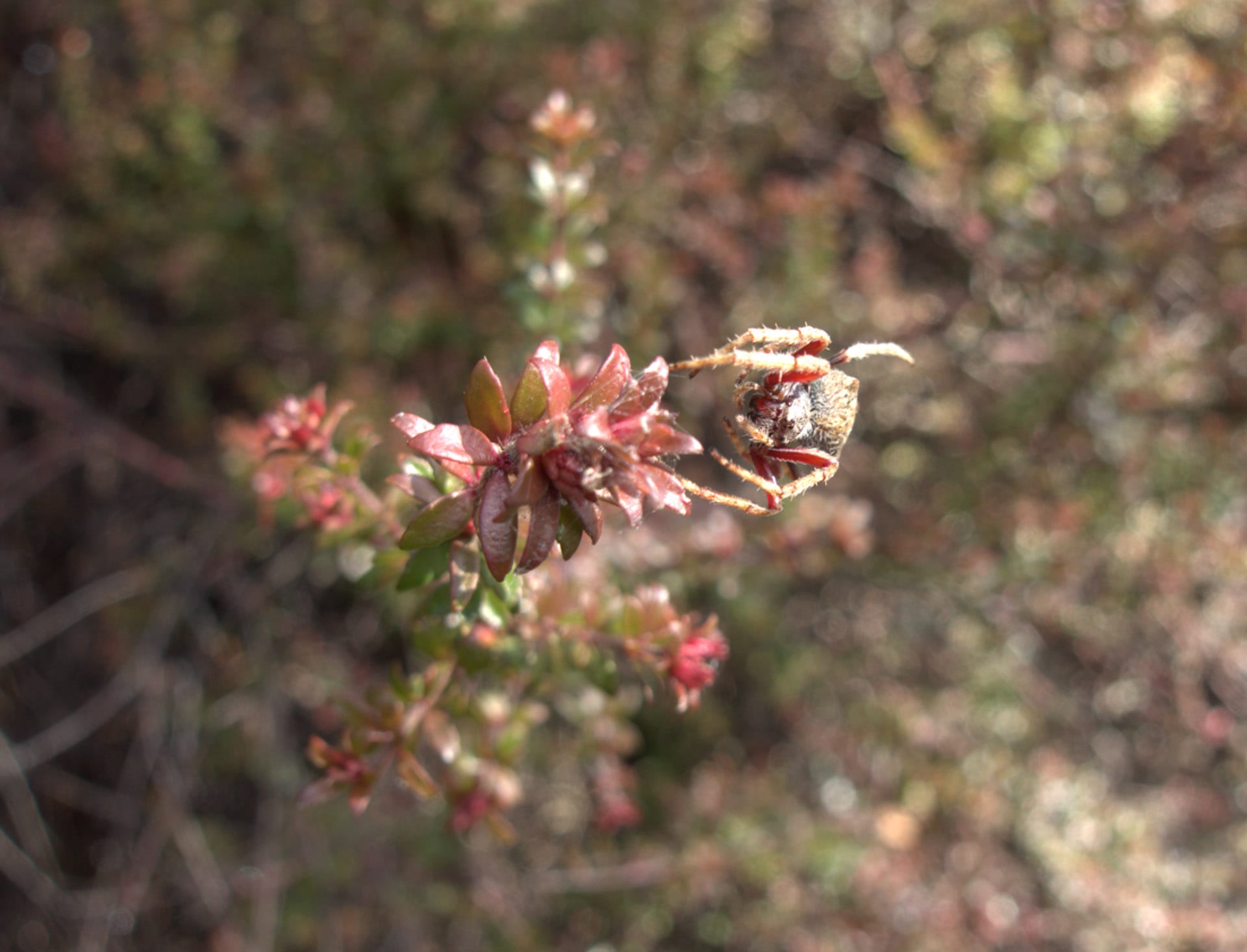 How To Identify an Australian Native Plant, australian native flower, lutruwita, tasmania, kunanyi, mt wellington, Bauera rubioides, macro shot of native flower, photography, wildlife, flora, botany, plant identification