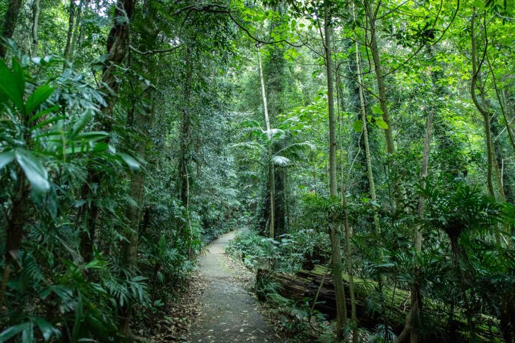Free Camping in Coffs Harbour – 12 Best Campsites, Leah Furey, Dorrigo National Park, Photo by Destination NSW, NSW.