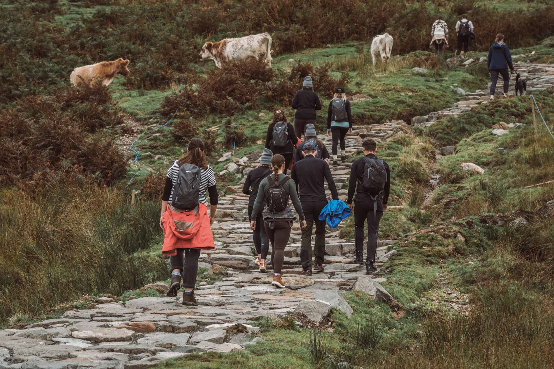 Loch Lomond: Where The Highlands Meet The Lowlands, scotland, scotland travel, scotland hiking, loch lomond, scotland lakes, group of people walking up pebbled path near cows in loch lomond