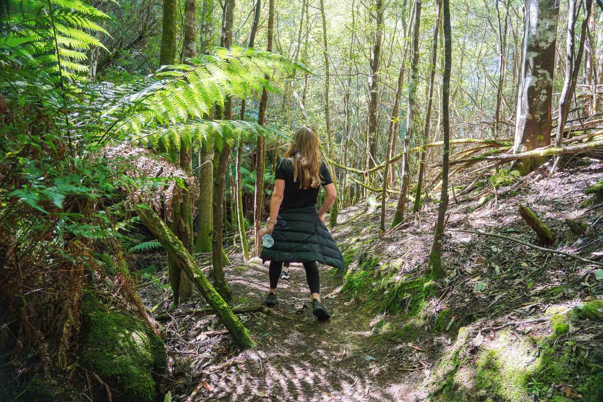 Wineglass Bay Walk – A Glorious Panoramic Trail Through Freycinet National Park, day hike, itineraries, forest hiking, tasmanian hiking, hiker walking through a green forest in freycinet national park