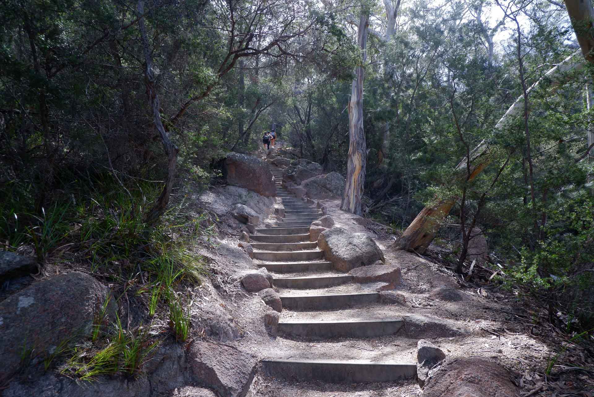 Wineglass Bay Walk – A Glorious Panoramic Trail Through Freycinet National Park, day hike, tasmania, alltrails, freycinet national park, stairs in the forest on the track towards wineglass bay