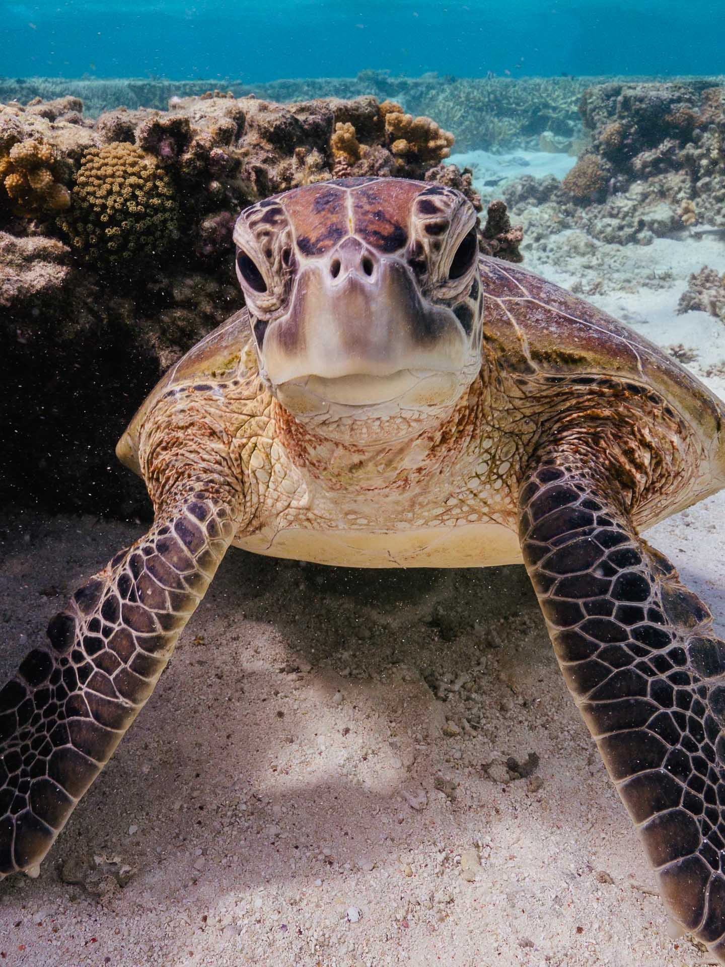 Meet Grumpy Turtle Films – The Company Telling Underwater Stories in The Name Of Conservation, sponsored, marine life, underwater photography, nature photography, photography, conservation, gear, costa del mar, costa, underwater photo of a turtle staring straight to camera