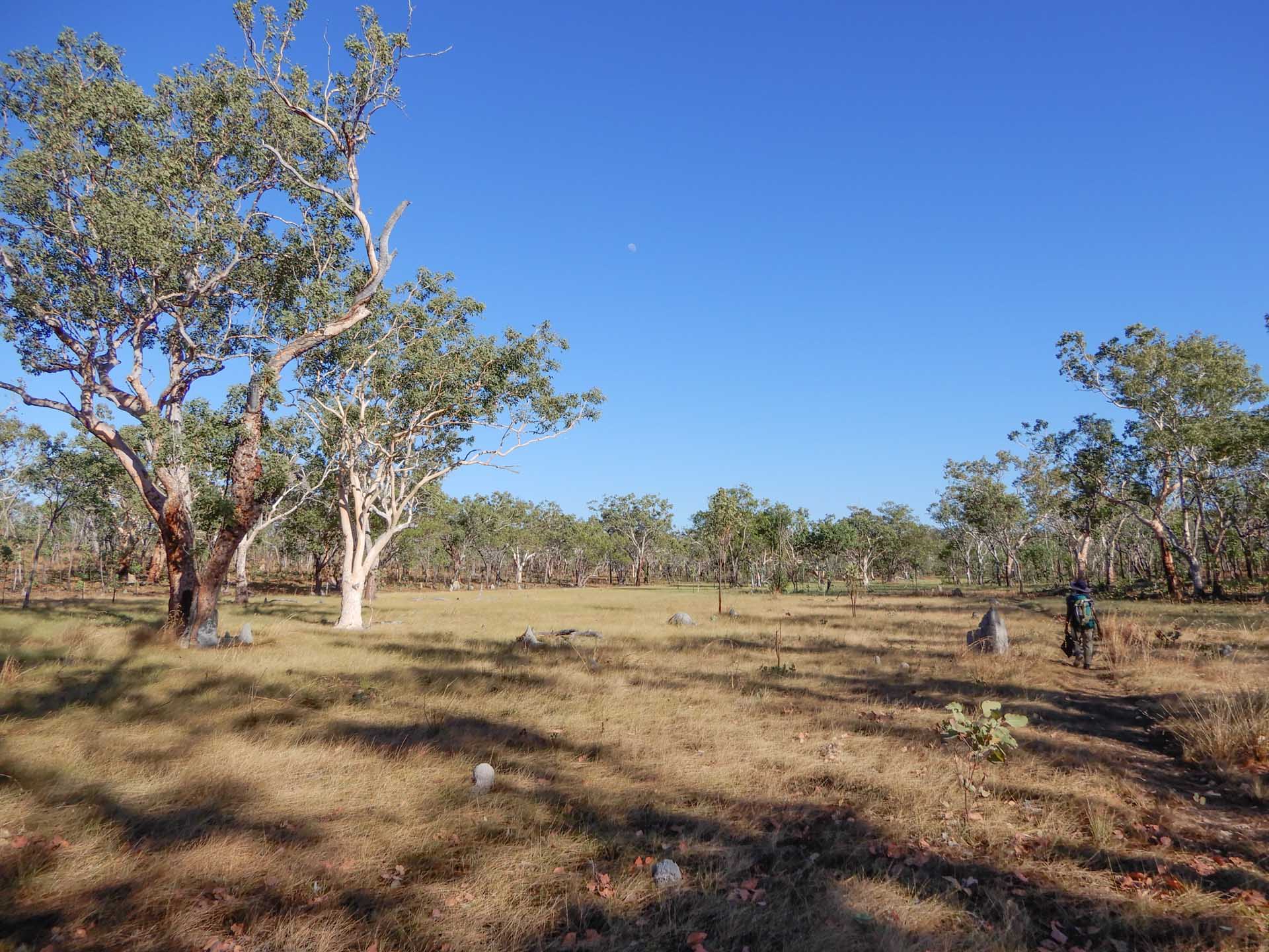 The ‘Big 3’ Hikes of the NT: How Do They Compare?, hiking, northern territory, jatbula trail, mountains, indigenous culture, multi-day hike, hiker walking through field with native trees on the jatbula trail