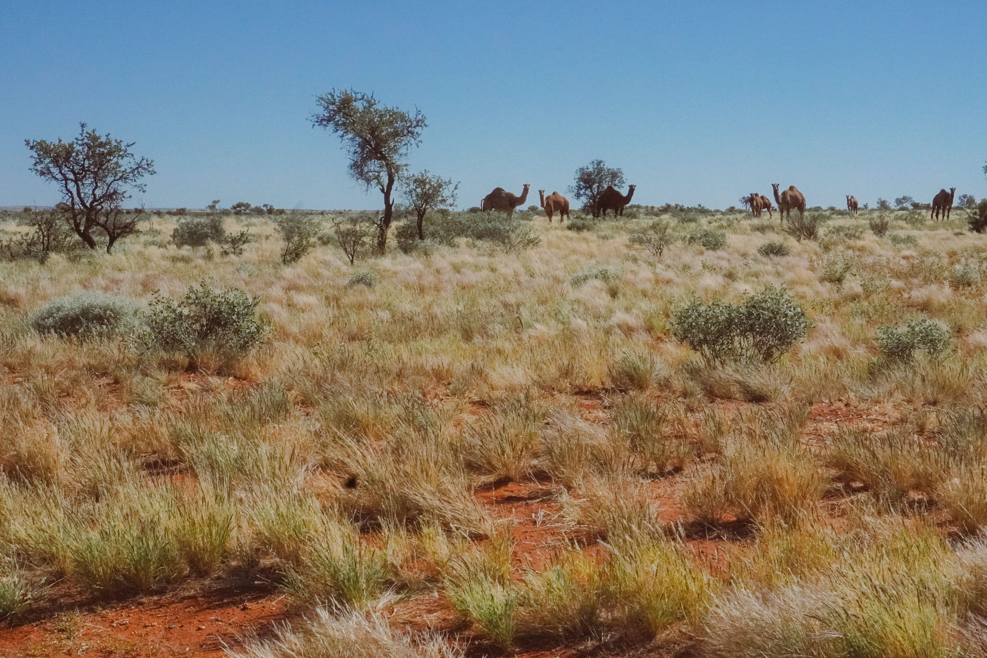50 Lessons From a Road Trip Across Australia, camping, journal, roadtrip, feral camels in the australian outback