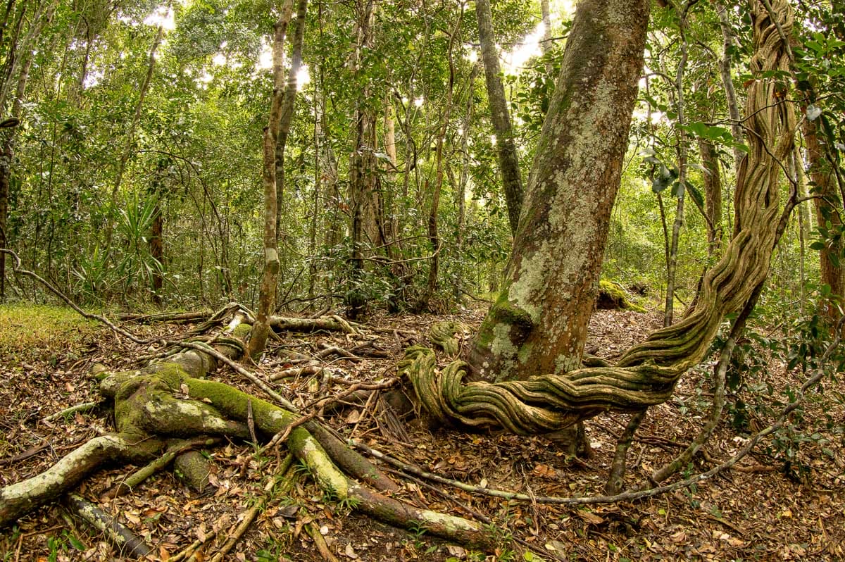 Ever Wondered How Land Becomes a National Park? Here’s How One Project Aims to Cover More Ground on the Issue, sponsored, stone & wood, pony rider, conservation, national park, littoral rainforest with Ficus watkinsiana (Strangling Fig)