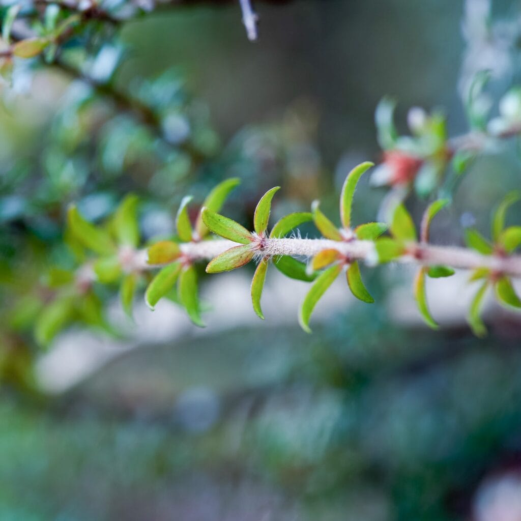 How To Identify an Australian Native Plant, australian native flower, lutruwita, tasmania, kunanyi, mt wellington, photography, wildlife, flora, botany, plant identification, Carolyn Vlasveld