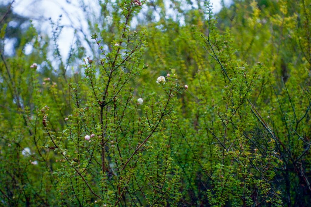 How To Identify an Australian Native Plant, australian native flower, lutruwita, tasmania, kunanyi, mt wellington, photography, wildlife, flora, botany, plant identification, Carolyn Vlasveld