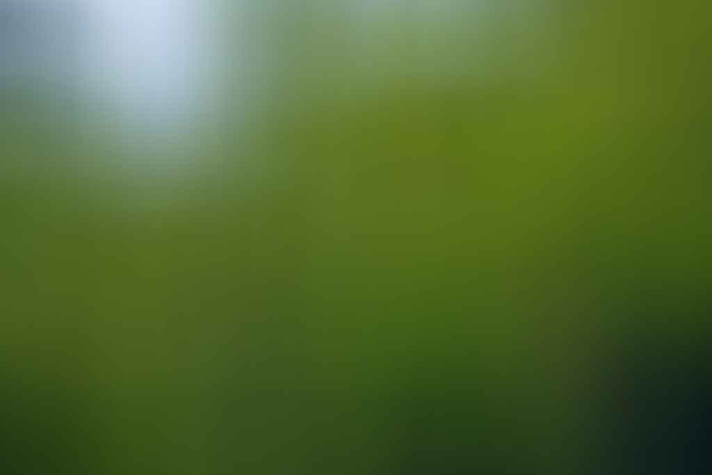How To Identify an Australian Native Plant, australian native flower, lutruwita, tasmania, kunanyi, mt wellington, photography, wildlife, flora, botany, plant identification, Carolyn Vlasveld