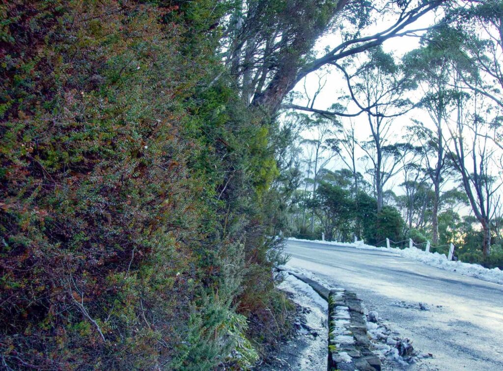 How To Identify an Australian Native Plant, australian native flower, lutruwita, tasmania, kunanyi, mt wellington, photography, wildlife, flora, botany, plant identification, Carolyn Vlasveld