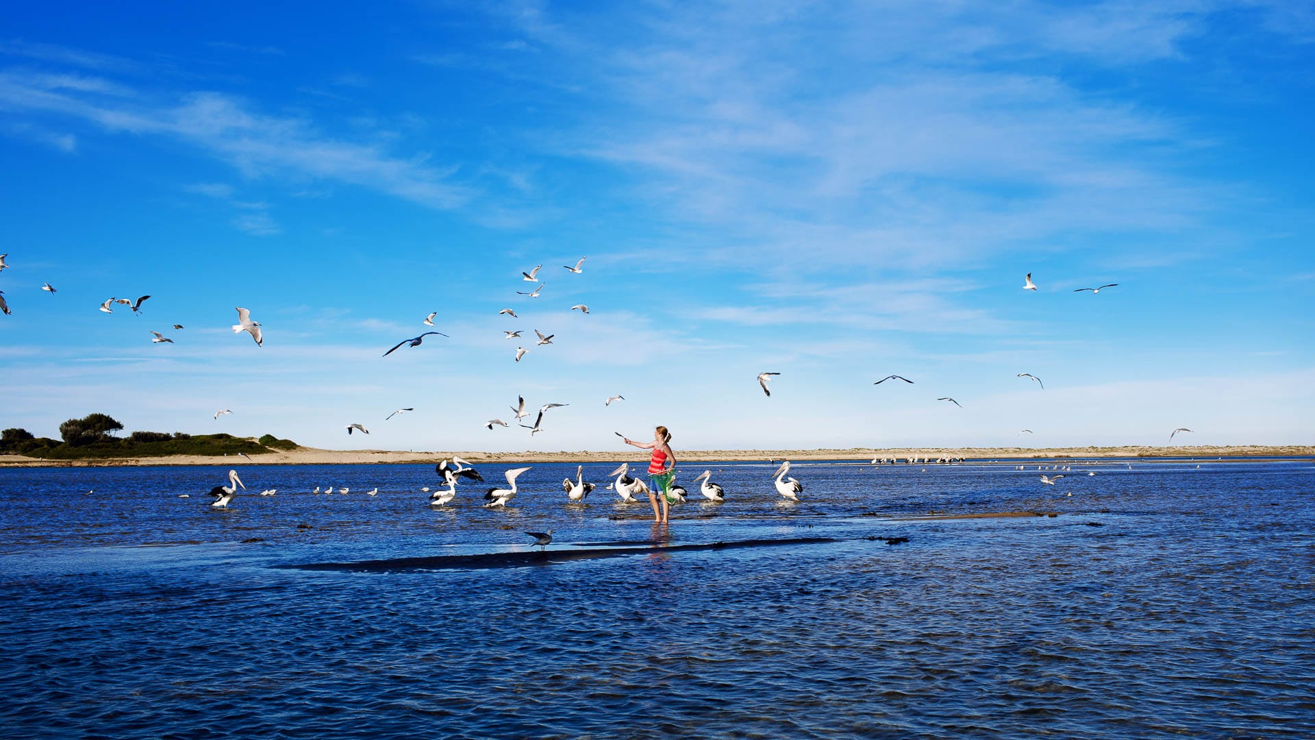 The Legendary Pacific Coast via DNSW, The Entrance Beach, pelican feeding