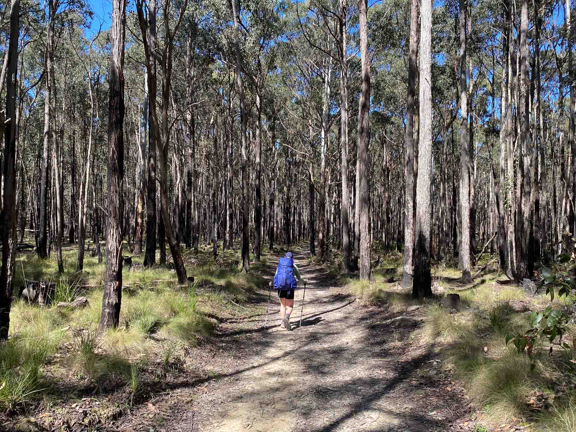 Hiking From Daylesford to Ballarat on the Goldfields Track, Reanna Clark, Victoria, forest, hiker, shadows, tall trees