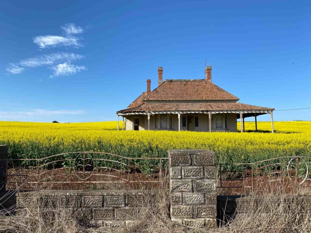 Hiking From Daylesford to Ballarat on the Goldfields Track, Reanna Clark, Victoria, canola field,