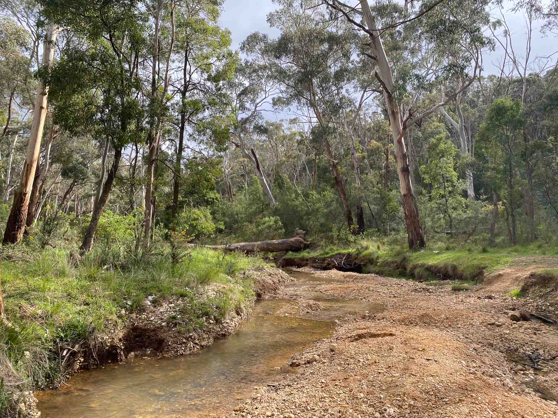 Hiking From Daylesford to Ballarat on the Goldfields Track, Reanna Clark, Victoria, forest, hiking trail, flat