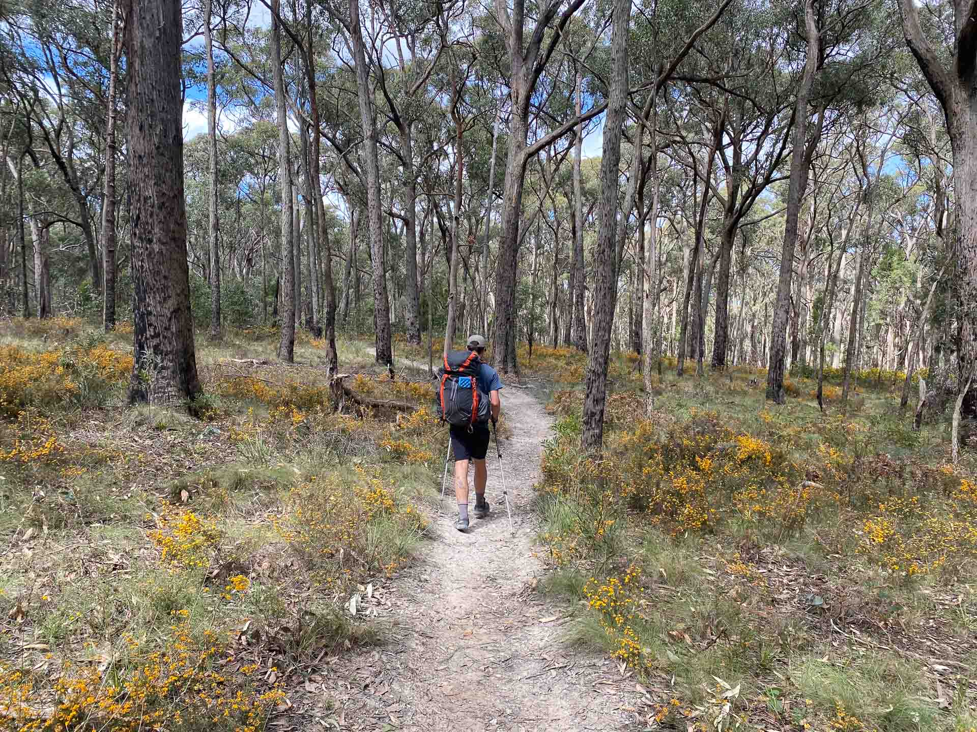 Hiking From Daylesford to Ballarat on the Goldfields Track, Reanna Clark, Victoria, forest, hiker