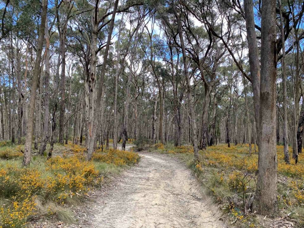 Hiking From Daylesford to Ballarat on the Goldfields Track, Reanna Clark, Victoria, forest, hiking trail