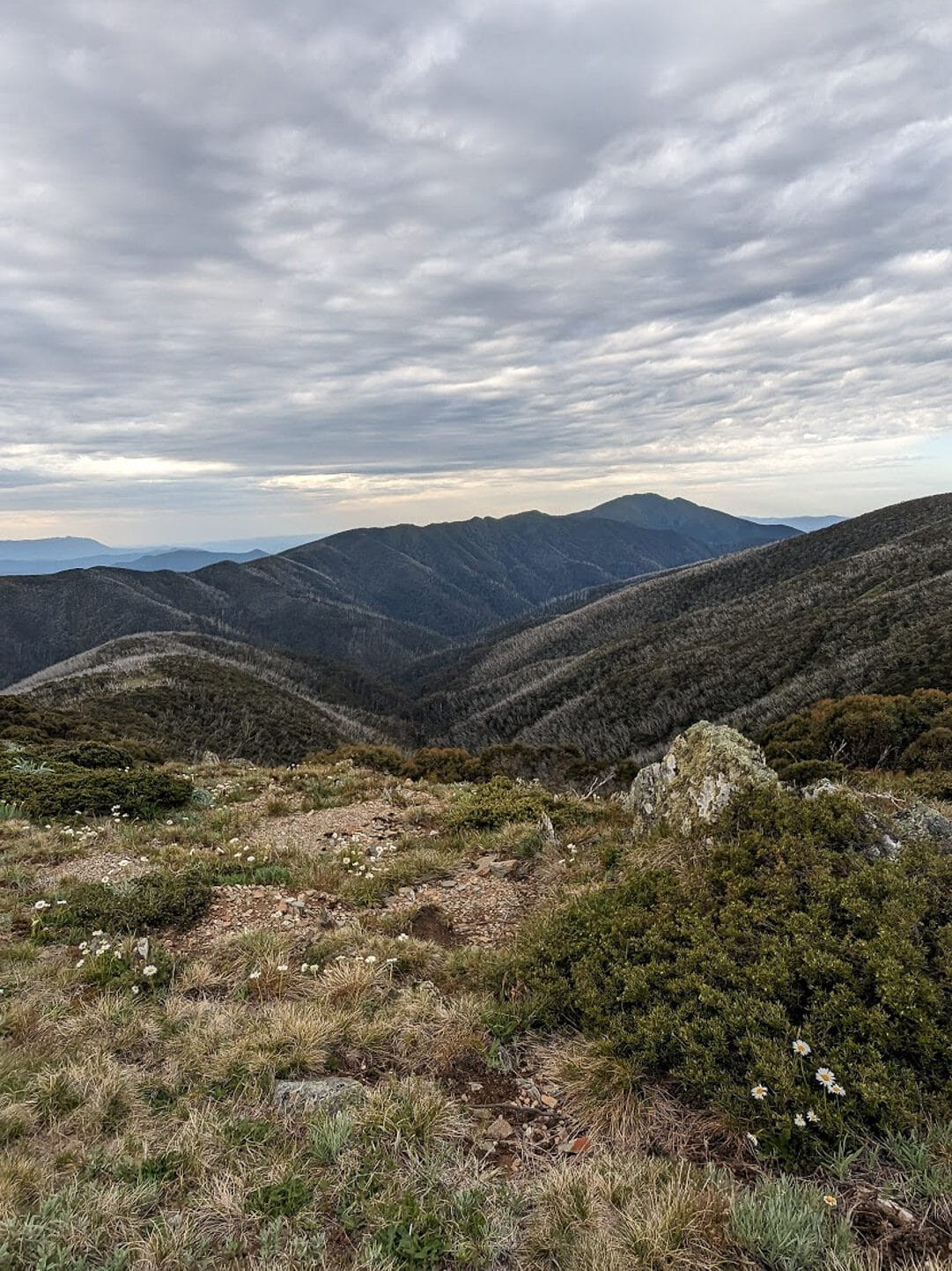Flowers and ridgelines, Mt Hotham Huts Walk