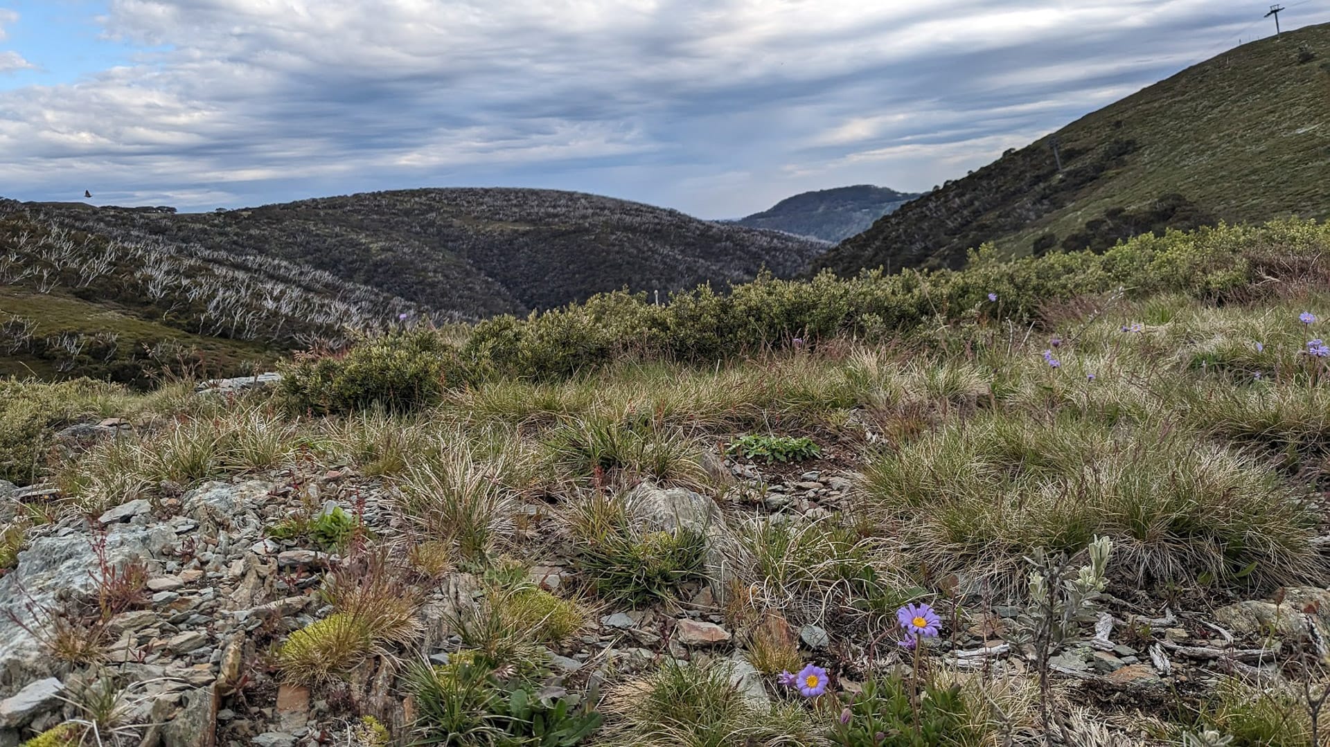 Purple flower Mach Spur Track, Mt Hotham