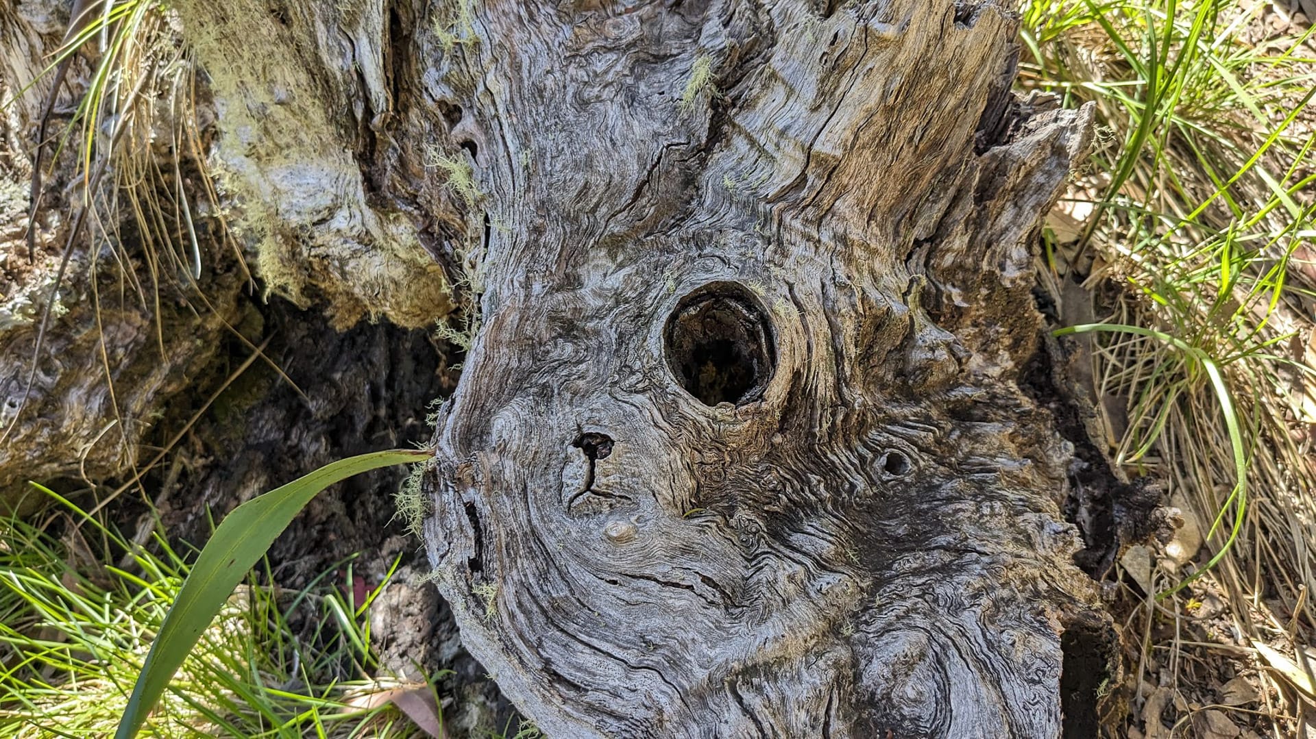 Flowers and ridgelines, Mt Hotham Huts Walk