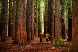 Warburton Adventure Co., Californian Redwood Forest, Victoria