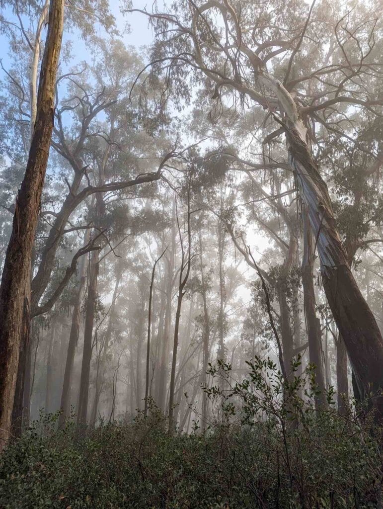 This Guy is Summiting the Highest Point in All 16 of Australia's States & Territories, william crompton, hiking, australian mountains, foggy forest on mt bogong
