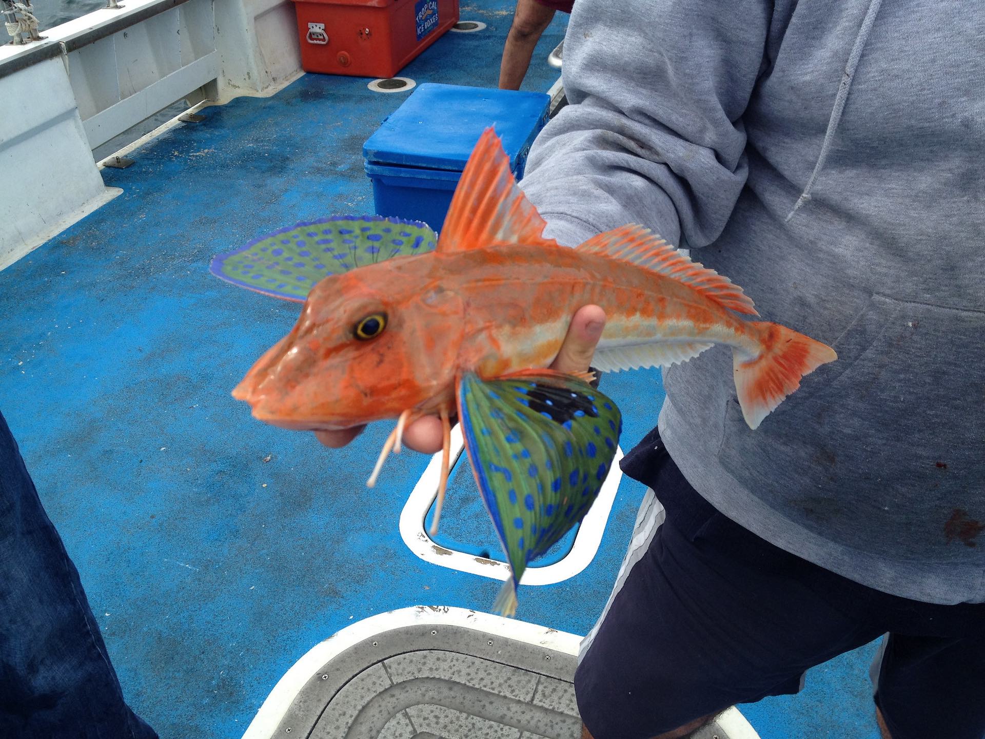 12 Best Sydney Fishing Spots, Photo by Phil Whitehouse on Flickr, deep sea fishing, NSW