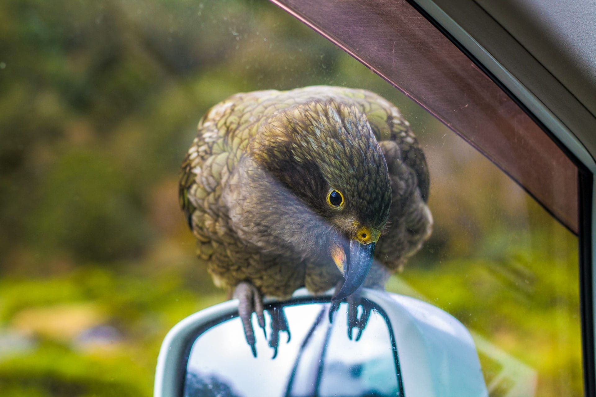 Avalanche Peak Hike – An Epic Adventure Not For the Faint of Heart!, kea, bird, native nz bird, Tobias Stonjeck