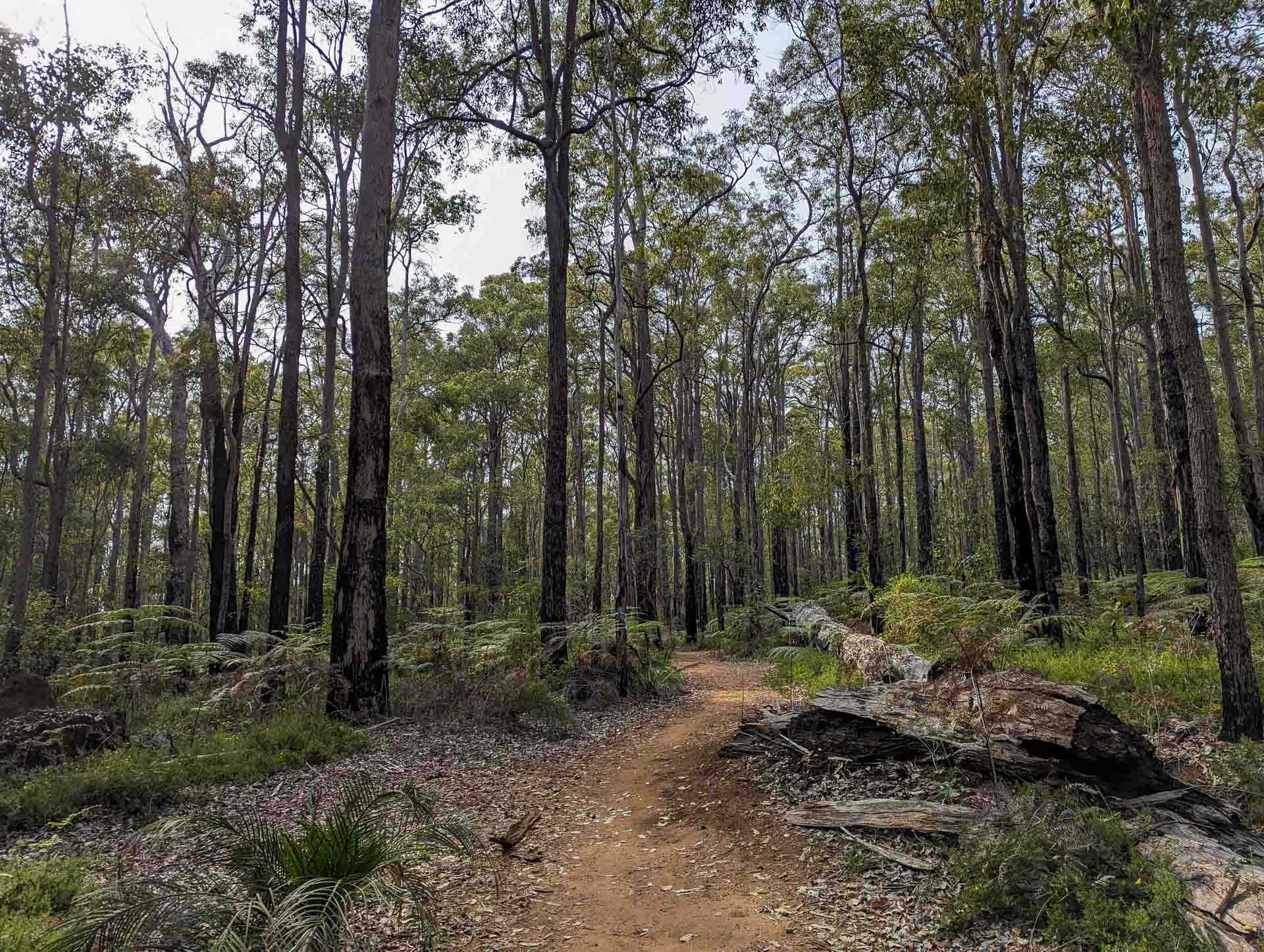 A Bliss(ter)ful Walk Along the Wiilman Bilya – Collie’s New Multi-Day Hike, multi-day hike, perth hike, WA hike, forest and fire trail on the Wiilma Bilya between potters gorge and Arcadia