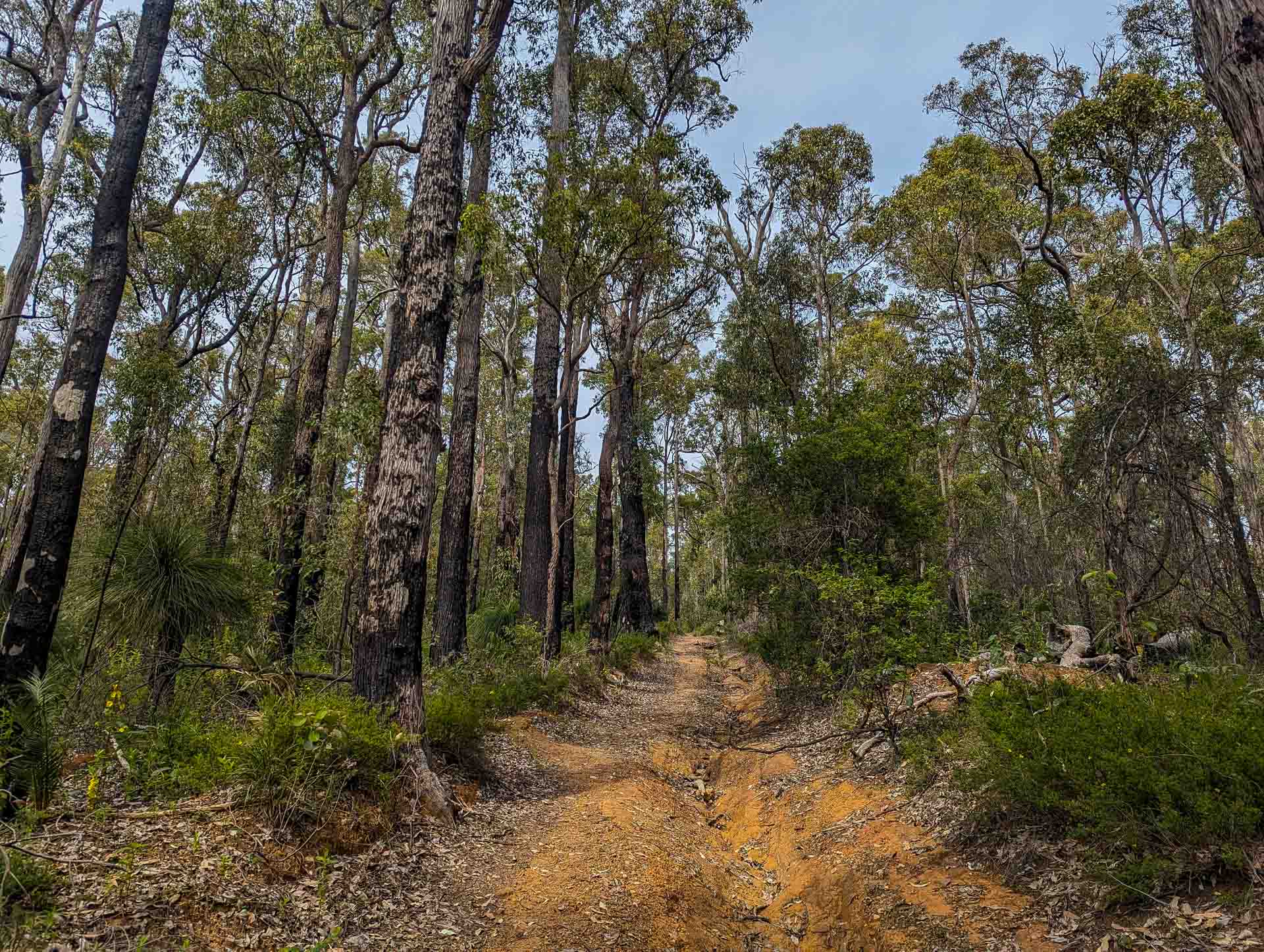 A Bliss(ter)ful Walk Along the Wiilman Bilya – Collie’s New Multi-Day Hike, multi-day hike, perth hike, WA hike, forest track along a 4WD road on the Wiilman Bilya