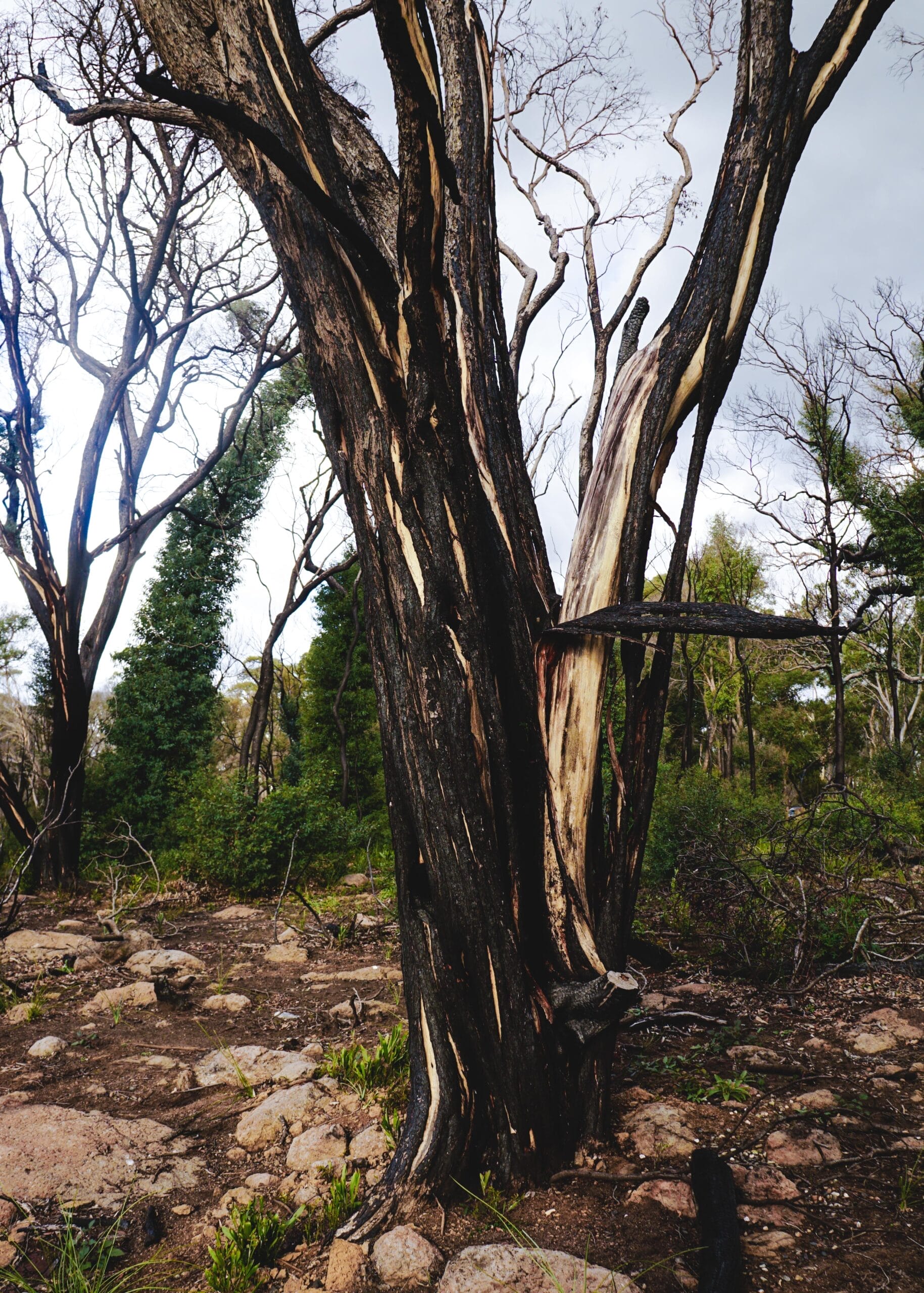 ebor falls surrounds after bushfire damage. Lipei Teoh