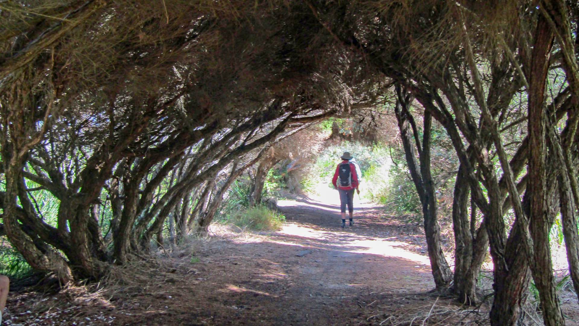 How My Wife & I Spent 20 Years Creating the Great South Coast Walk in NSW, Photo by David Briese, south coast NSW, beach hiking, multi-day hike, coastline, lady hiking through a tunnel of trees along the great south coast walk
