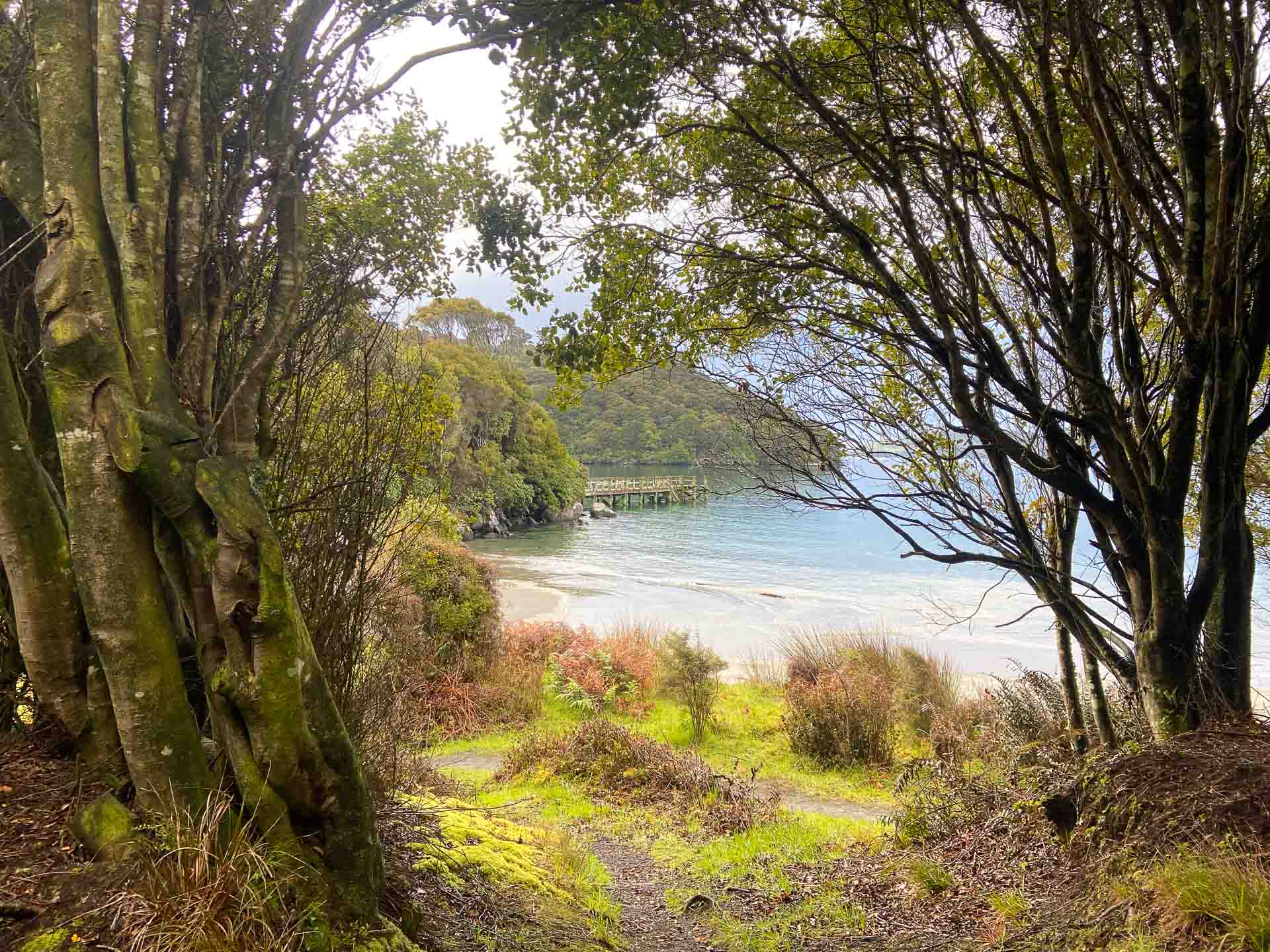The Rakiura Track Is the Most Serene of New Zealand’s Great Walks, Photo by Pippa Salmon, New Zealand, New Zealand South Island, NZ hikes, multi-day hike, trees graming a view of a bay on the rakiura track