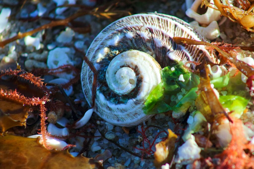 8 Ways to Minimise Your Impact and Share the Ocean, Photo by Lisa Ikin, Trigg Beach Shell