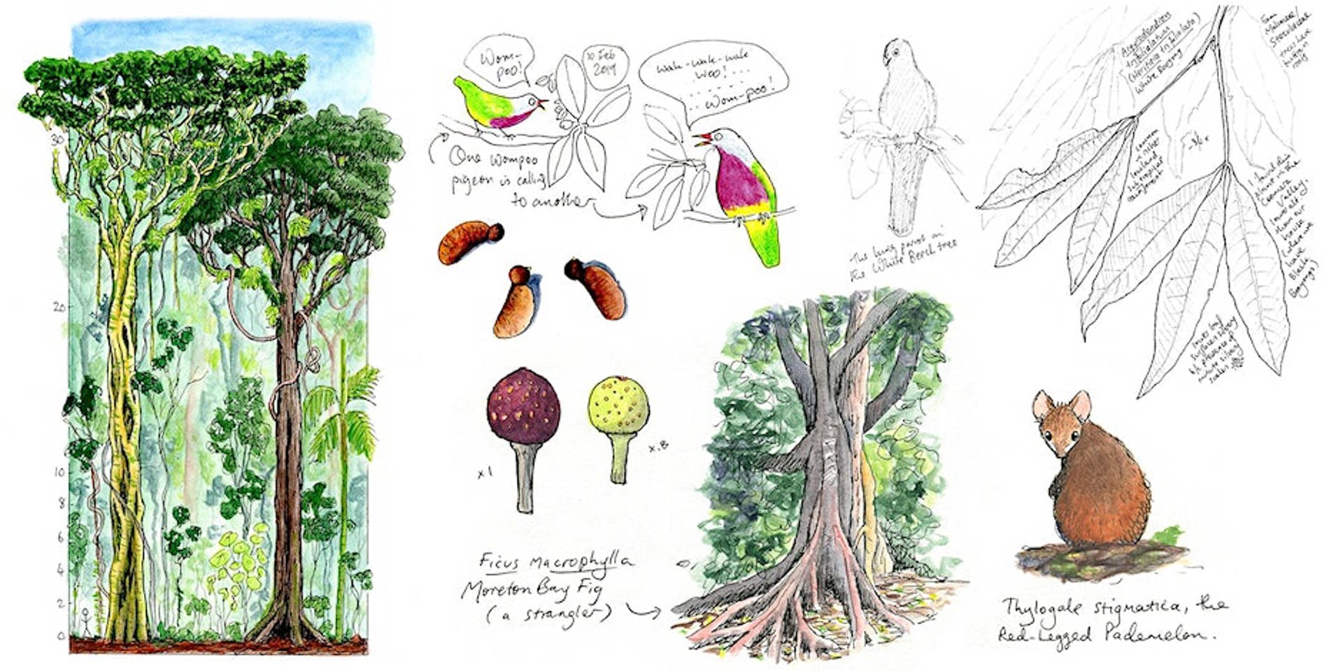 Rainforest Structure and Ecology: Nature Journaling Workshop, Dr Paula Peeters, events