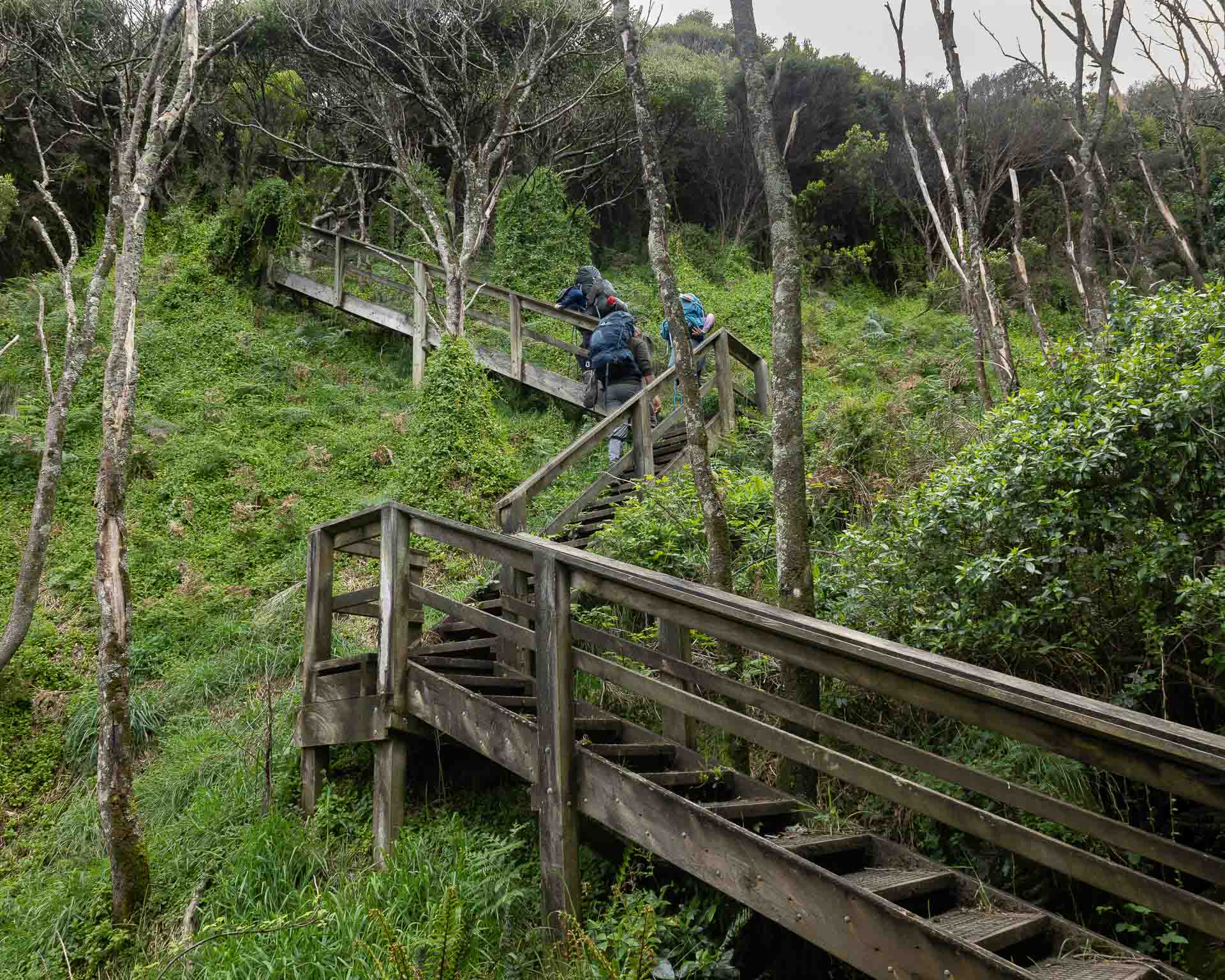 A Photographer’s Journey Along the Great Ocean Walk, Ash Wild, Hikers, forest, stairs, Victoria