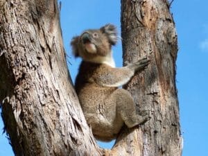 A Record-Breaking Number of Species Were Added to the Threatened List in 2023, Photo by Fairy Duff on Flickr | Creative Commons, koala, tree